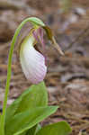 Pink lady's slipper <BR>Moccasin flower